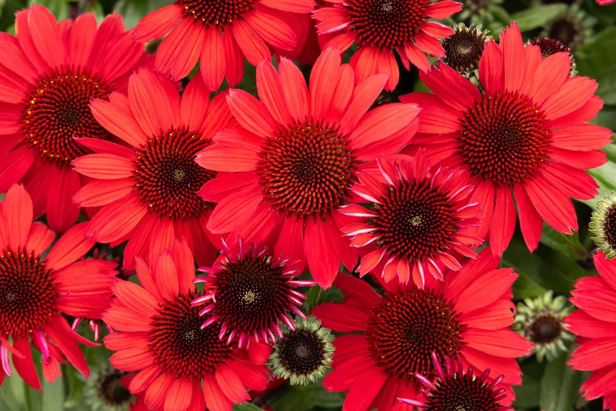G5378 Echinacea X Pur  'hot Papaya' - View 25 from www redcrocus com