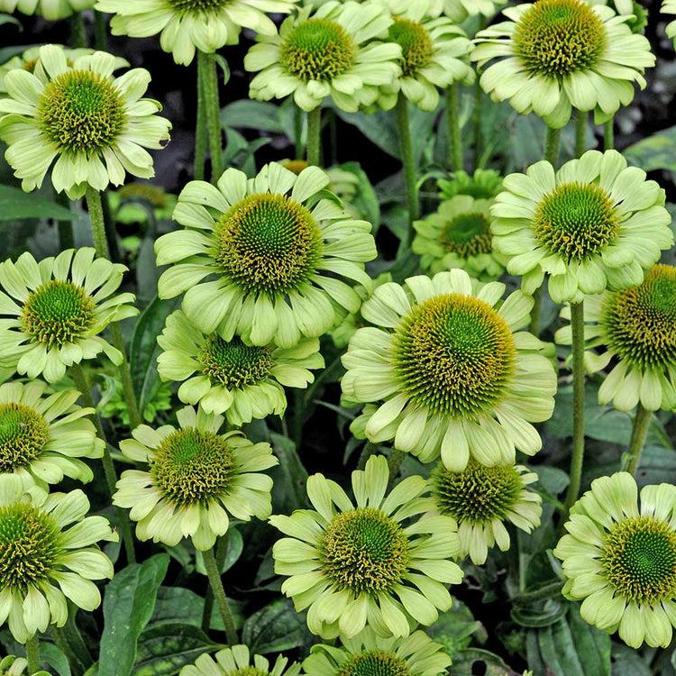 G5378 Echinacea X Pur  'hot Papaya' - View 27 from www redcrocus com