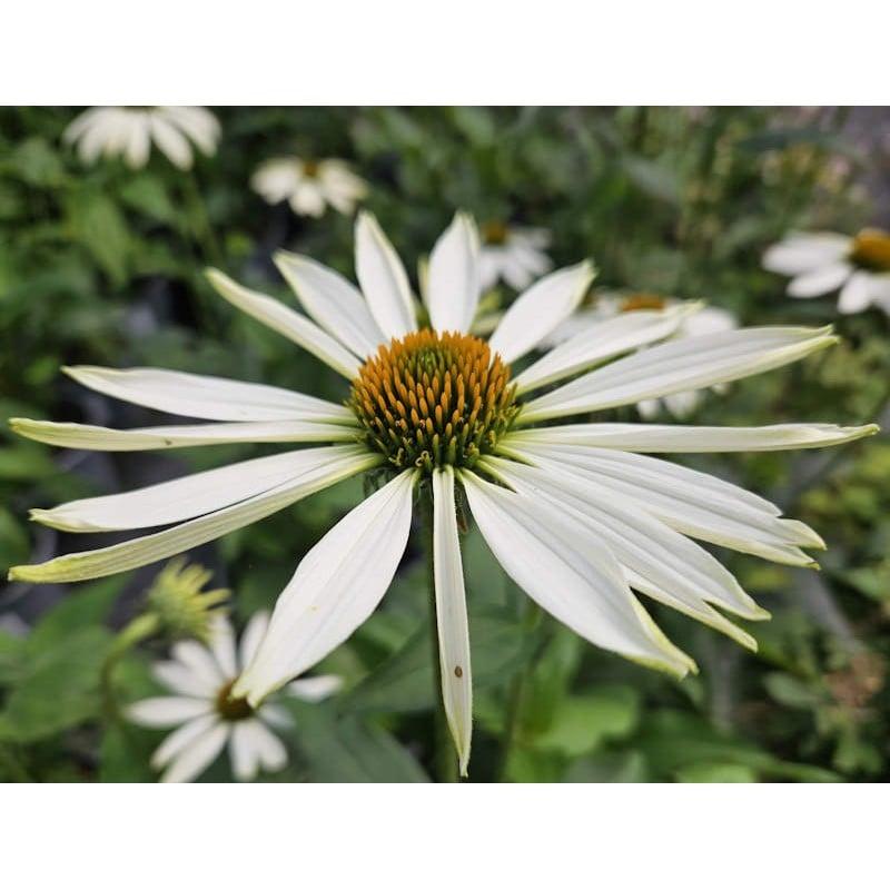 G5378 Echinacea X Pur  'hot Papaya' - View 28 from www redcrocus com