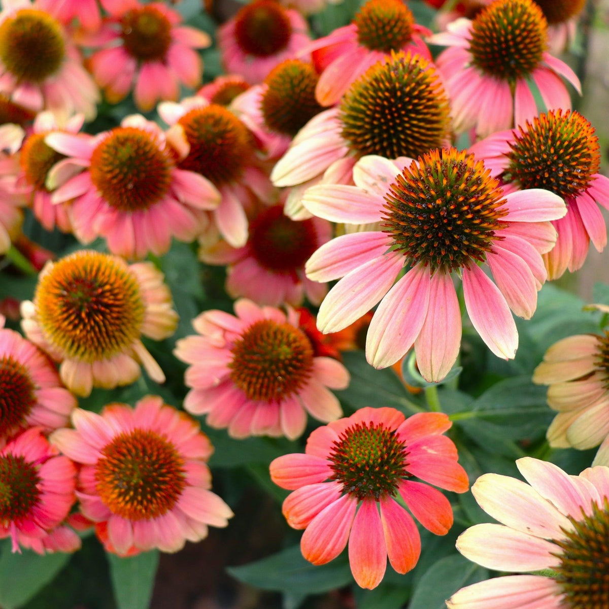 G5378 Echinacea X Pur  'hot Papaya' - View 29 from www redcrocus com