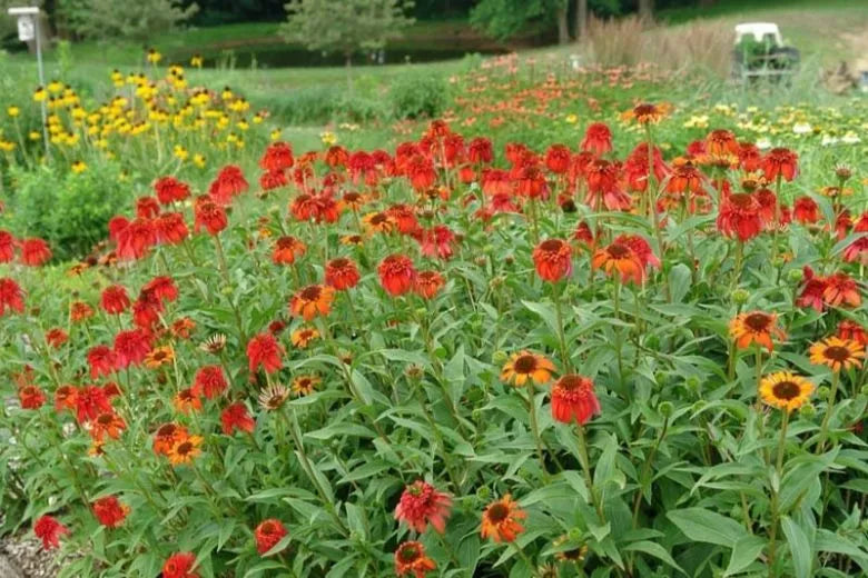 G5378 Echinacea X Pur  'hot Papaya' - View 2 from www redcrocus com