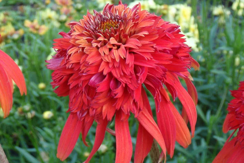 G5378 Echinacea X Pur  'hot Papaya' - View 3 from www redcrocus com