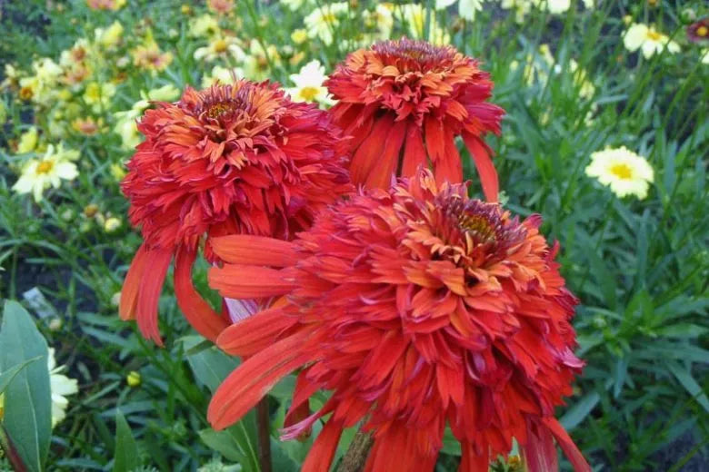 G5378 Echinacea X Pur  'hot Papaya' - View 5 from www redcrocus com