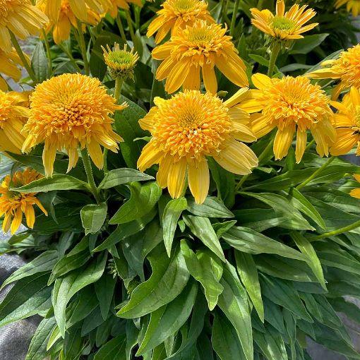 G5378 Echinacea X Pur  'hot Papaya' - View 6 from www redcrocus com
