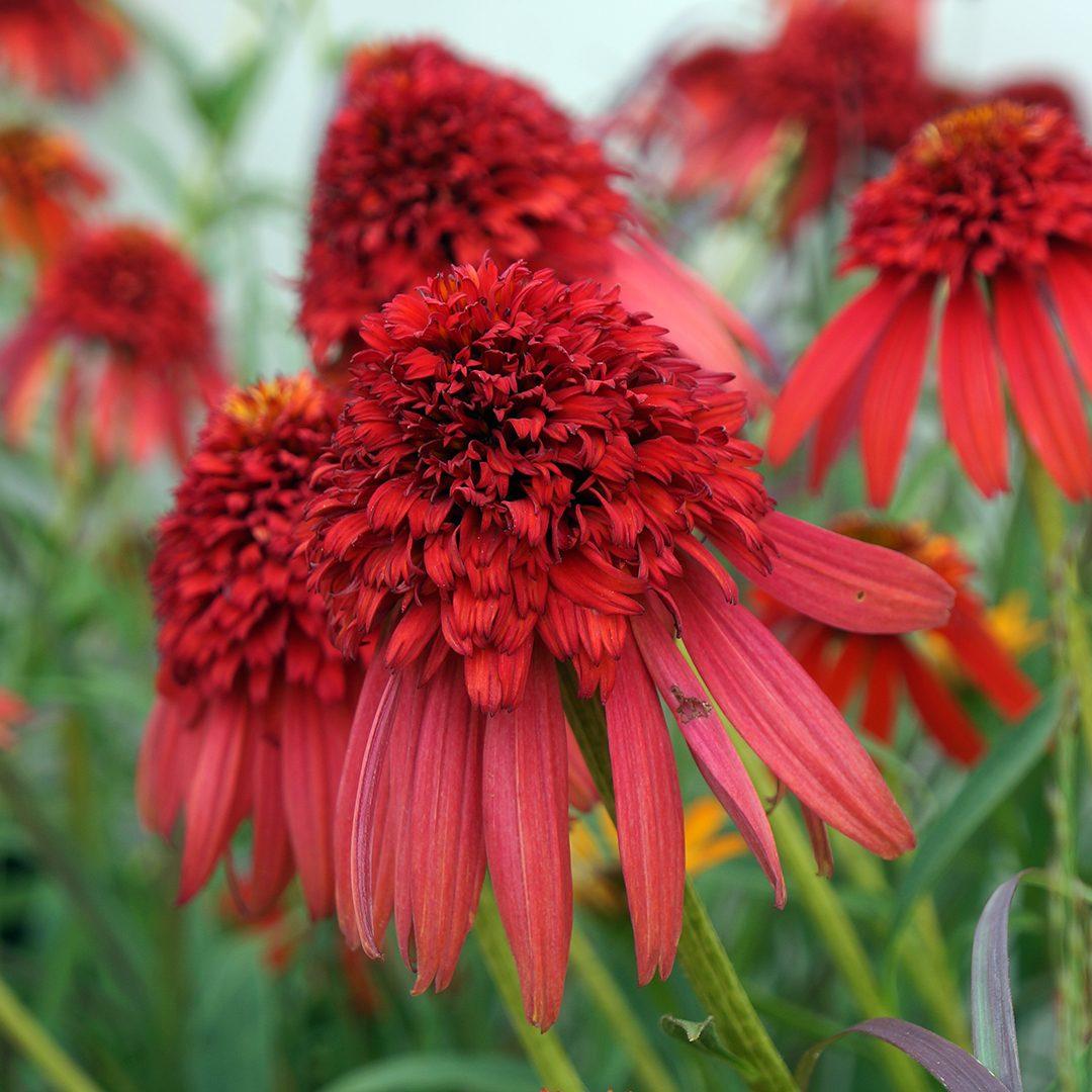 G5378 Echinacea X Pur  'hot Papaya' - View 8 from www redcrocus com