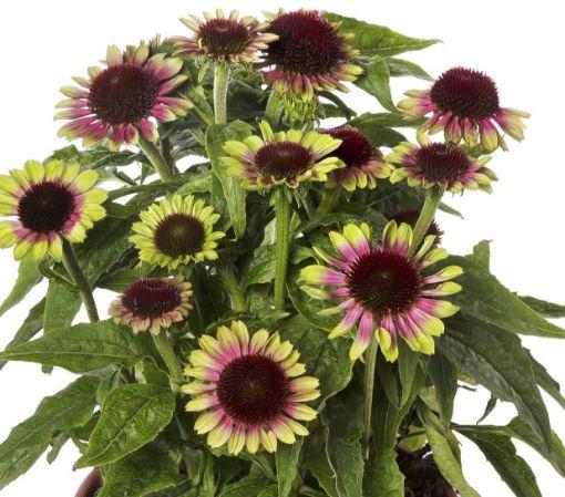 G5378 Echinacea X Pur  'hot Papaya' - View 9 from www redcrocus com