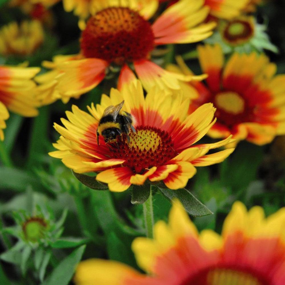 G586 Gaillardia Aristata Arizona Sun 10 4fd7777f D110 415e B175 20f4fe30c1d4 from www redcrocus com
