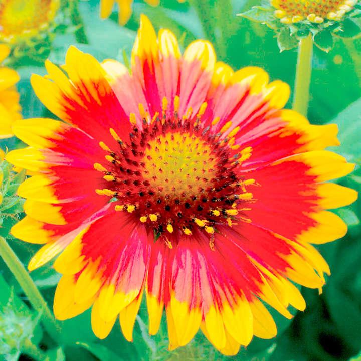 G586 Gaillardia Aristata Arizona Sun - View 12 from www redcrocus com