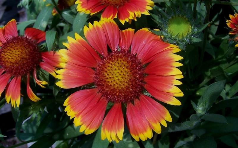 G586 Gaillardia Aristata Arizona Sun 13 D33860ed A6c0 49f5 A331 0d08e51a373f from www redcrocus com