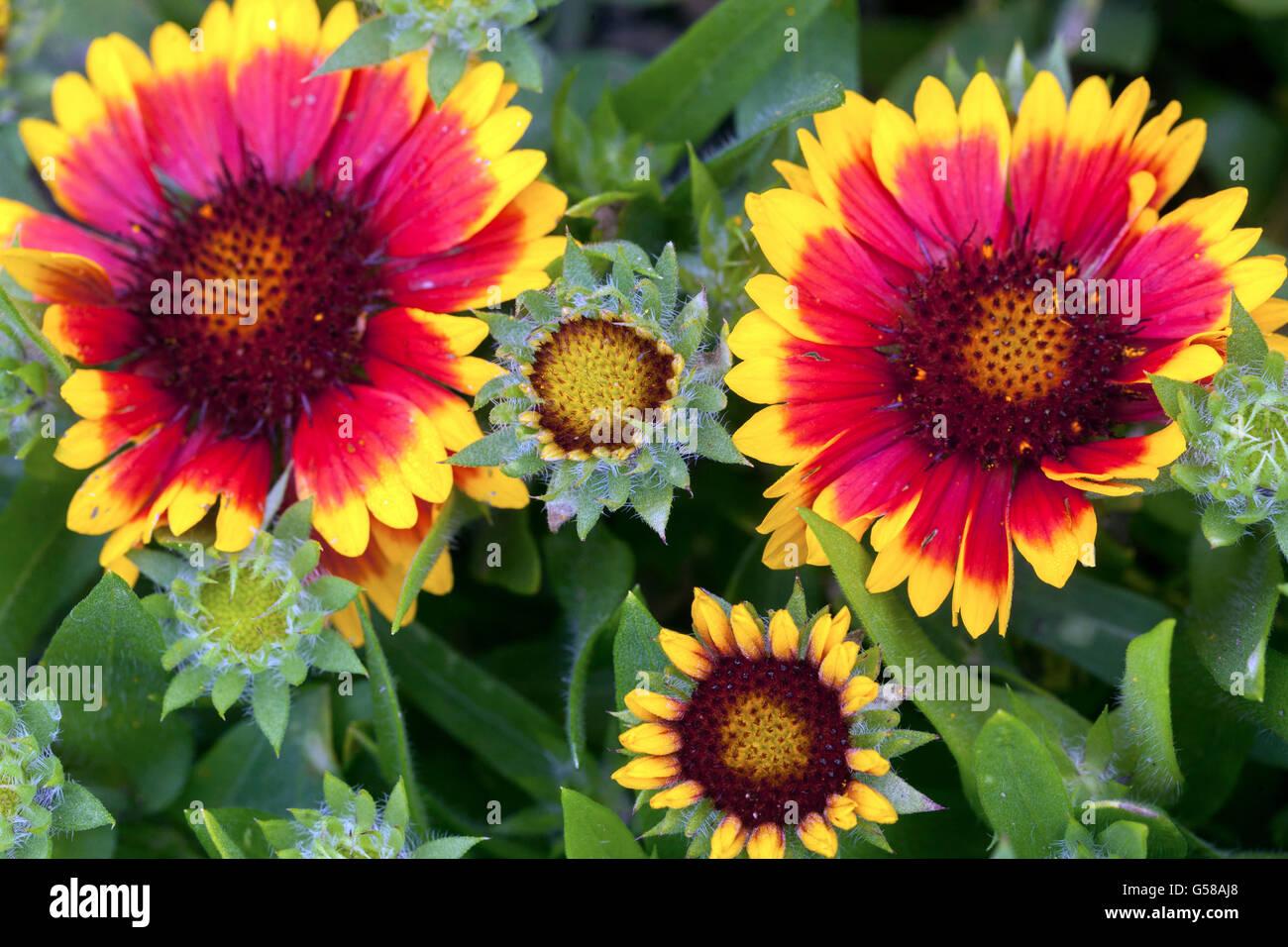 G586 Gaillardia Aristata Arizona Sun - View 14 from www redcrocus com