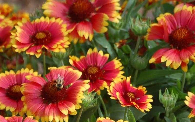 G586 Gaillardia Aristata Arizona Sun - View 15 from www redcrocus com