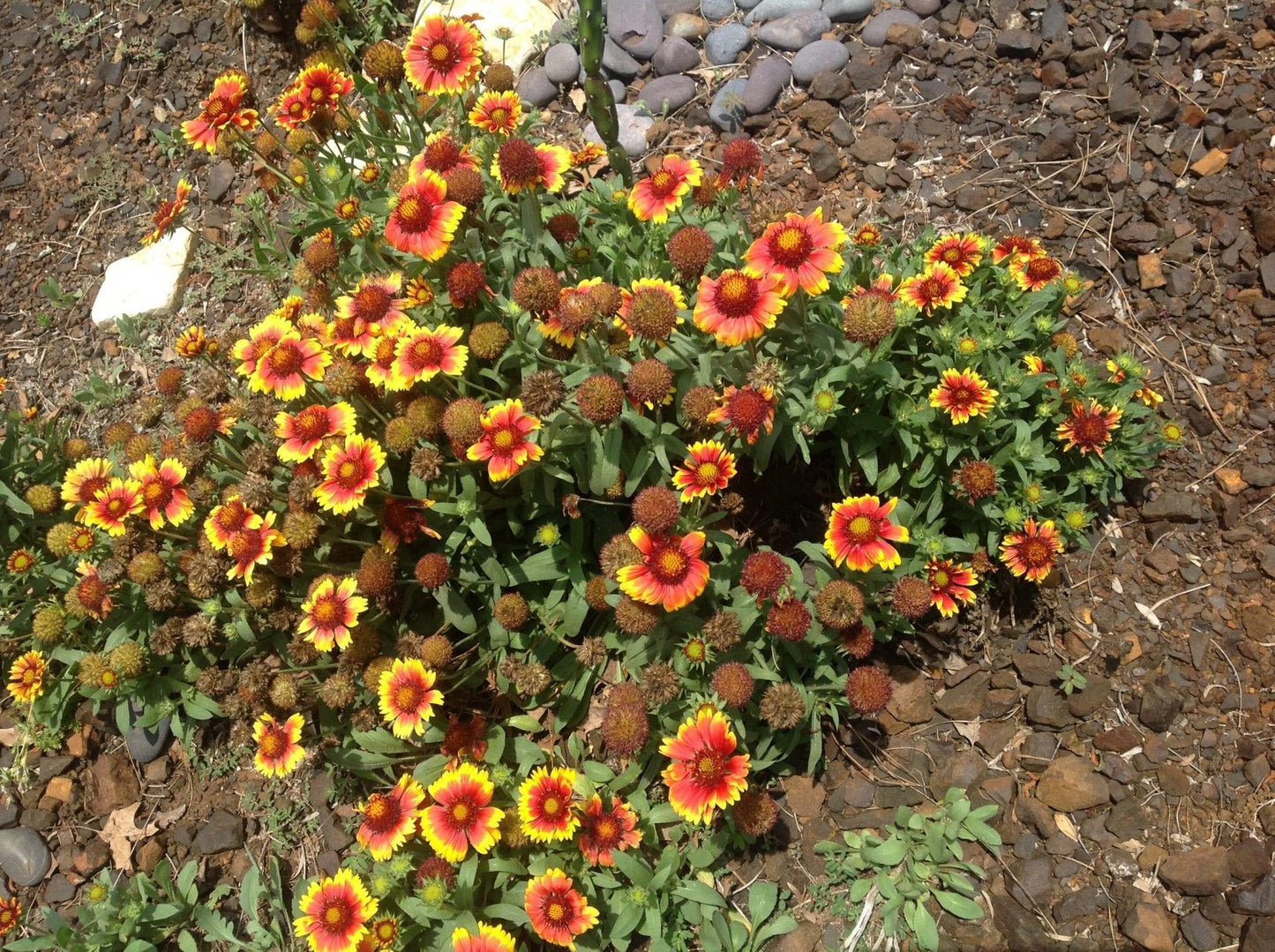 G586 Gaillardia Aristata Arizona Sun - View 16 from www redcrocus com
