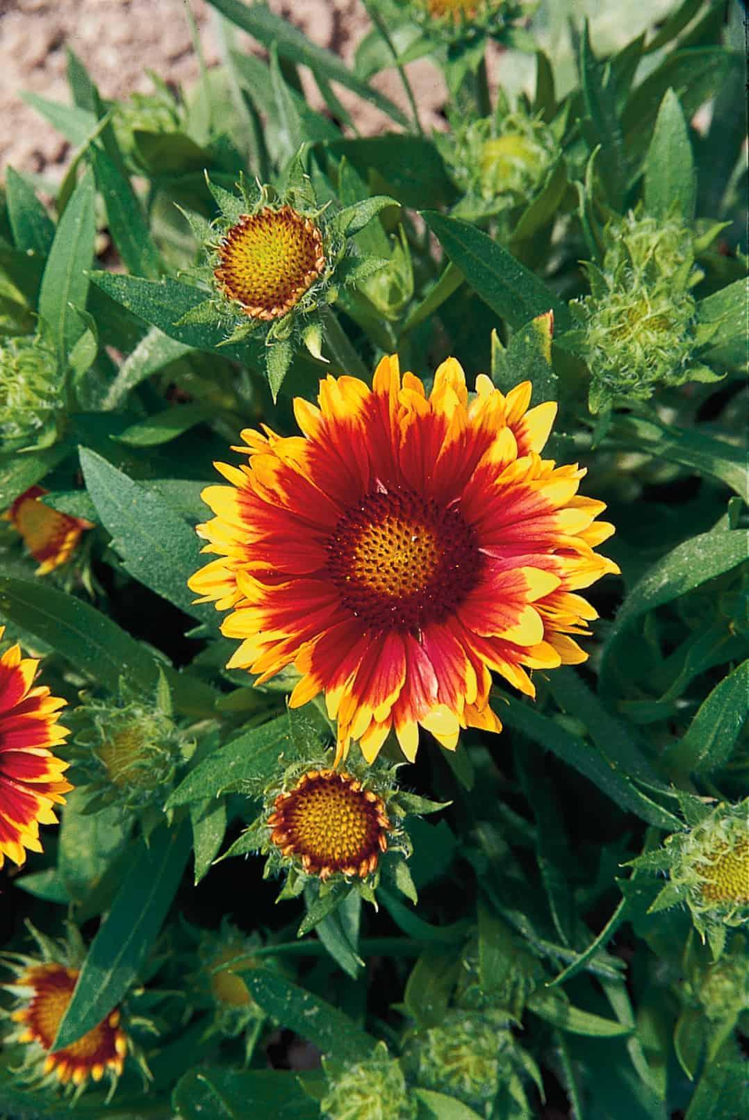 G586 Gaillardia Aristata Arizona Sun - View 18 from www redcrocus com