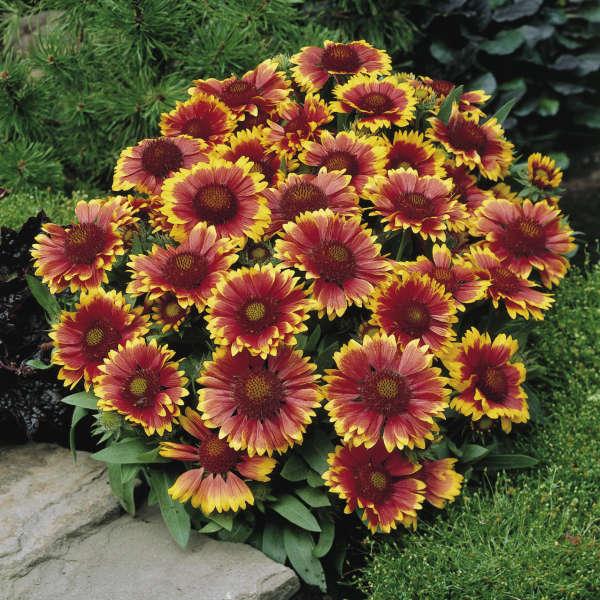 G586 Gaillardia Aristata Arizona Sun - View 1 from www redcrocus com