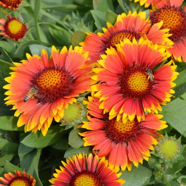 G586 Gaillardia Aristata Arizona Sun 2 2364d3a6 7341 47d7 B654 2012b8575db3 from www redcrocus com