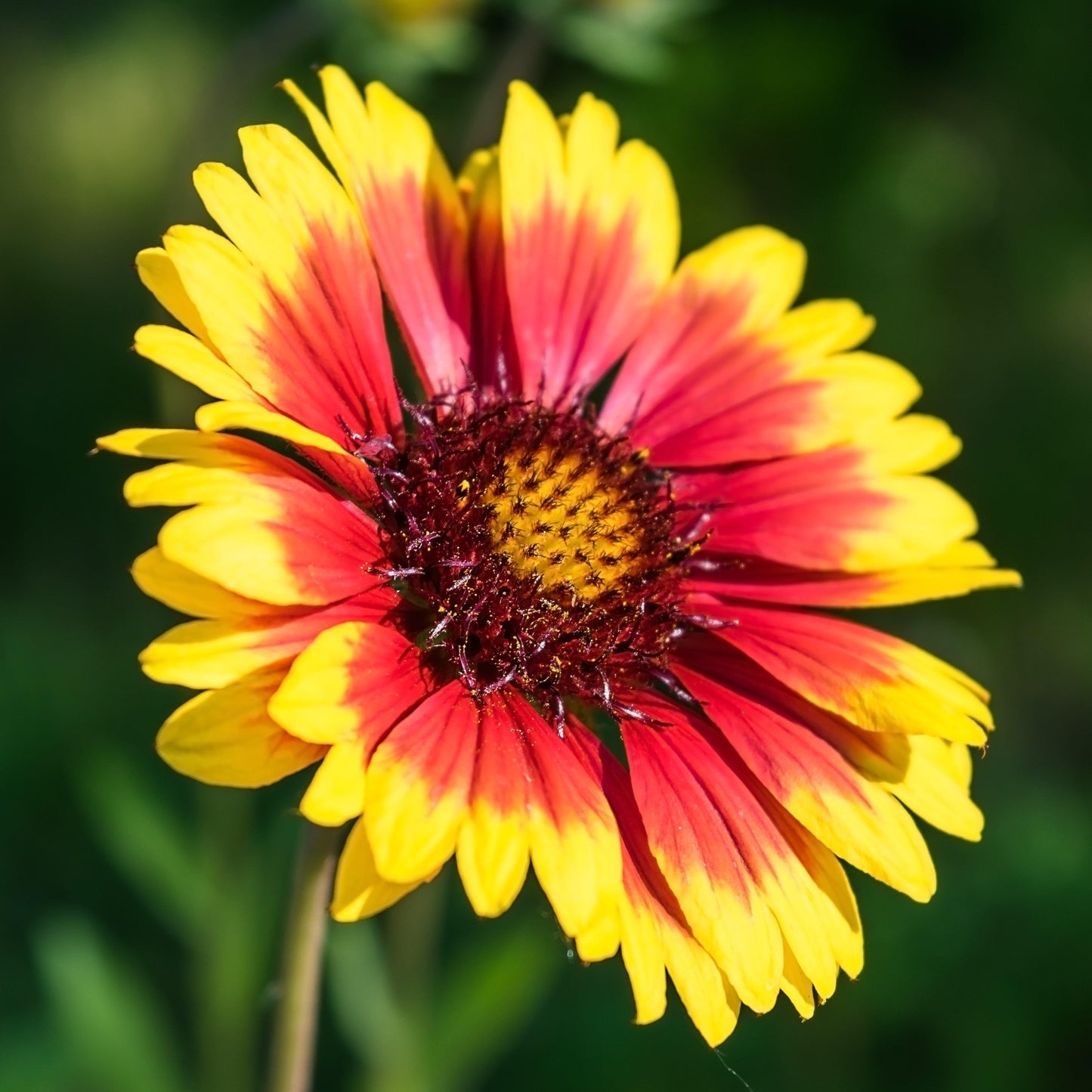 G586 Gaillardia Aristata Arizona Sun - View 3 from www redcrocus com