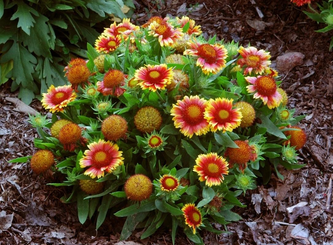 G586 Gaillardia Aristata Arizona Sun - View 5 from www redcrocus com