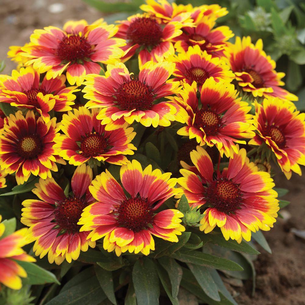 G586 Gaillardia Aristata Arizona Sun 7 F7d56f24 A43a 4170 99ab D6b51bc36b77 from www redcrocus com