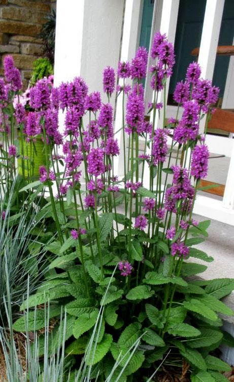 G6000 Stachys Monieri 27hummelo 27 10 D08f8445 88ae 456b 9c6a D07be99a2594 from www redcrocus com