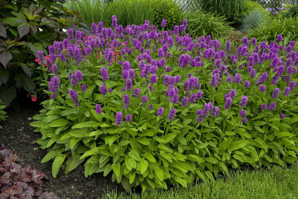 G6000 Stachys Monieri 27hummelo 27 11 27988770 8f06 4d2c B195 2ddf3f936649 from www redcrocus com