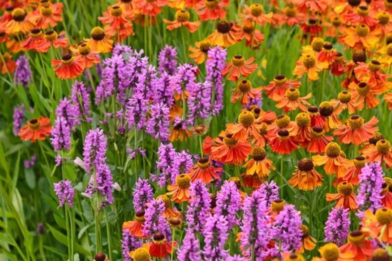 G6000 Stachys Monieri 27hummelo 27 13 Ba353cac 4063 49e0 Ad4b 2011f99c0329 from www redcrocus com