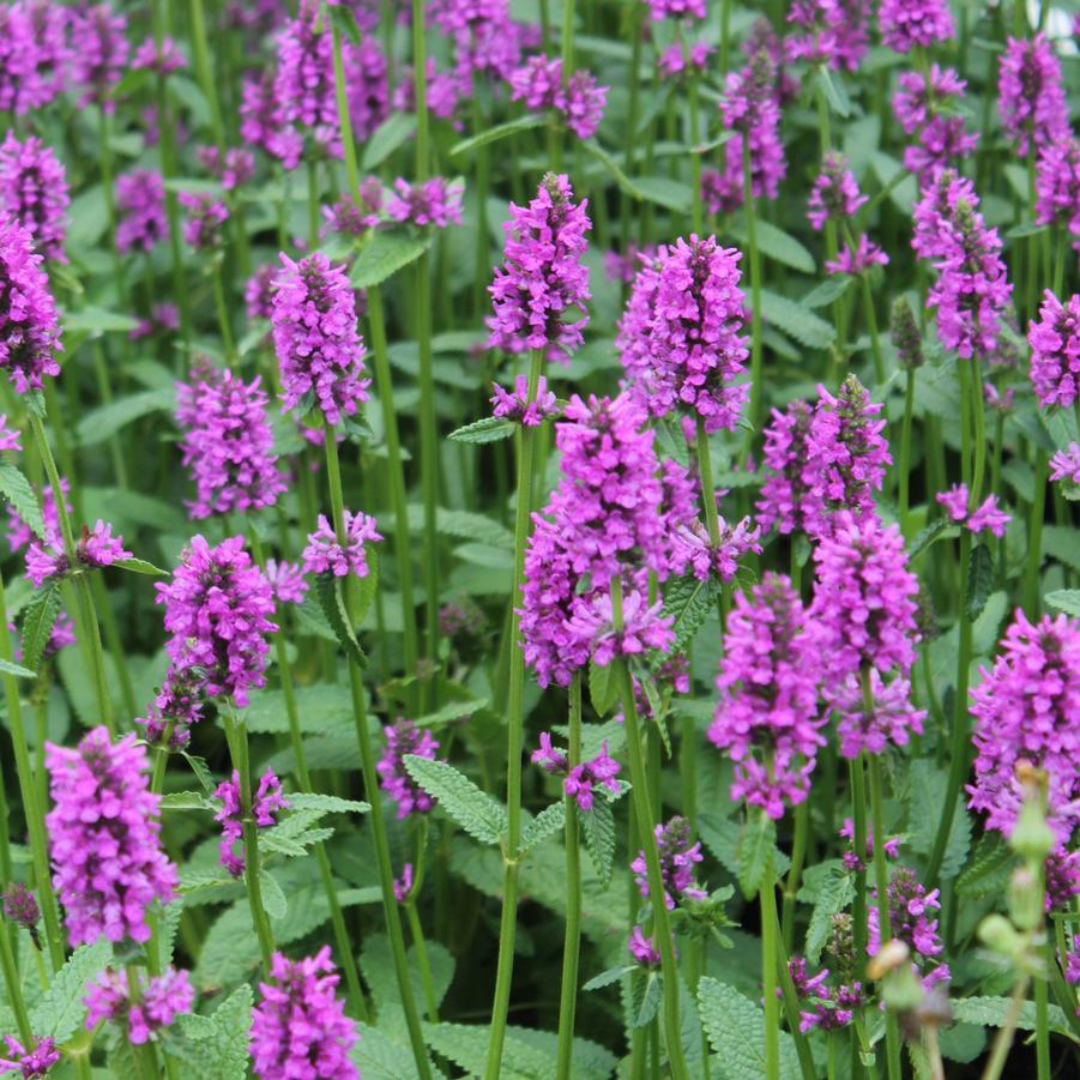 G6000 Stachys Monieri 27hummelo 27 14 Ea25ce94 B7e1 4536 8602 6c8475081117 from www redcrocus com