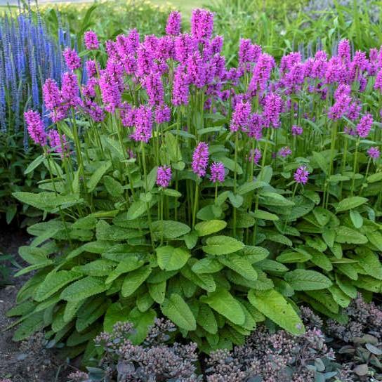 G6000 Stachys Monieri 27hummelo 27 15 451297ab 3b23 4f19 86d8 792d23614096 from www redcrocus com