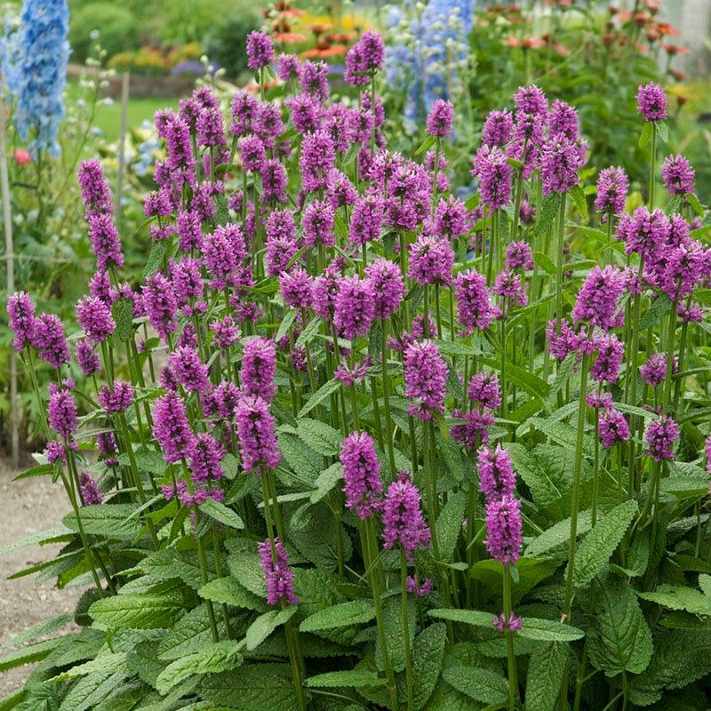 G6000 Stachys Monieri 27hummelo 27 18 629eb6d4 6353 4615 9587 Df6385bc7260 from www redcrocus com