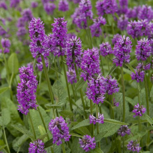 G6000 Stachys Monieri 27hummelo 27 19 9c013cb8 76fd 425e A9d4 B4f5e5e96d5e from www redcrocus com