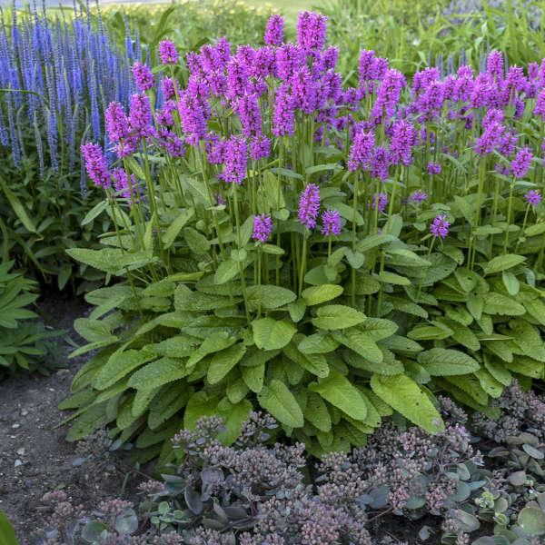 G6000 Stachys Monieri 27hummelo 27 1 E655d5b5 7f77 4924 B4bc 6f1cf5e81a0c from www redcrocus com