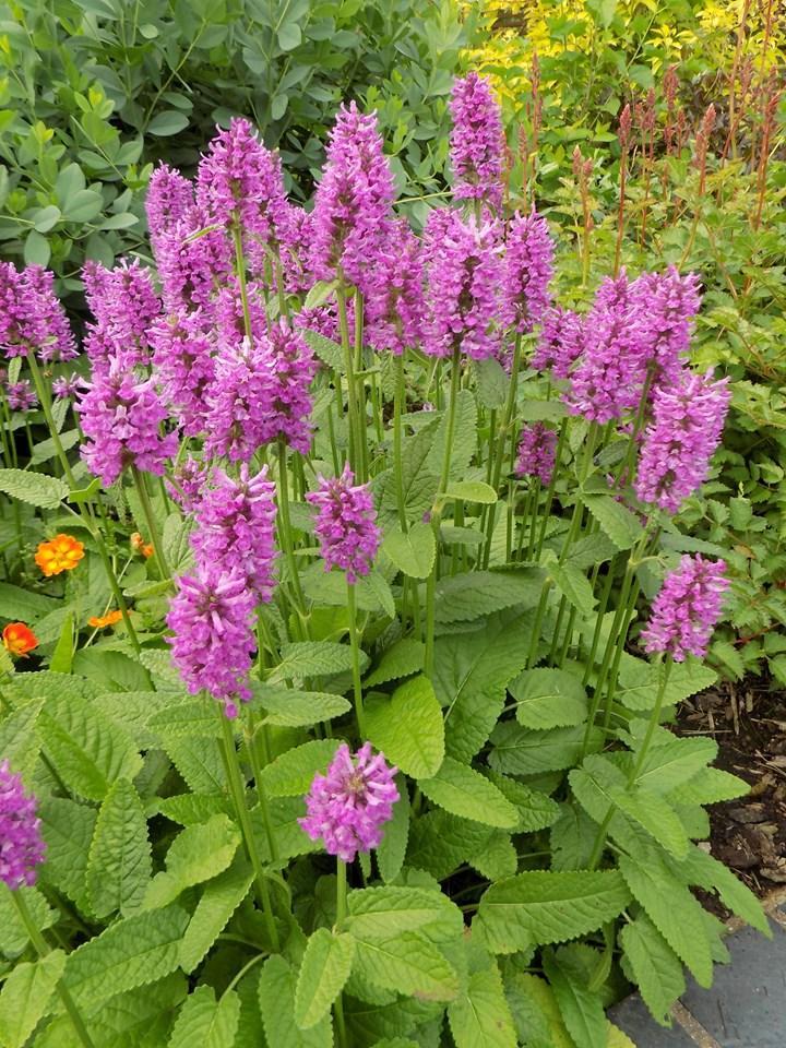 G6000 Stachys Monieri 27hummelo 27 20 437c5a28 Ec09 4c1b A0aa Adde28cb130c from www redcrocus com