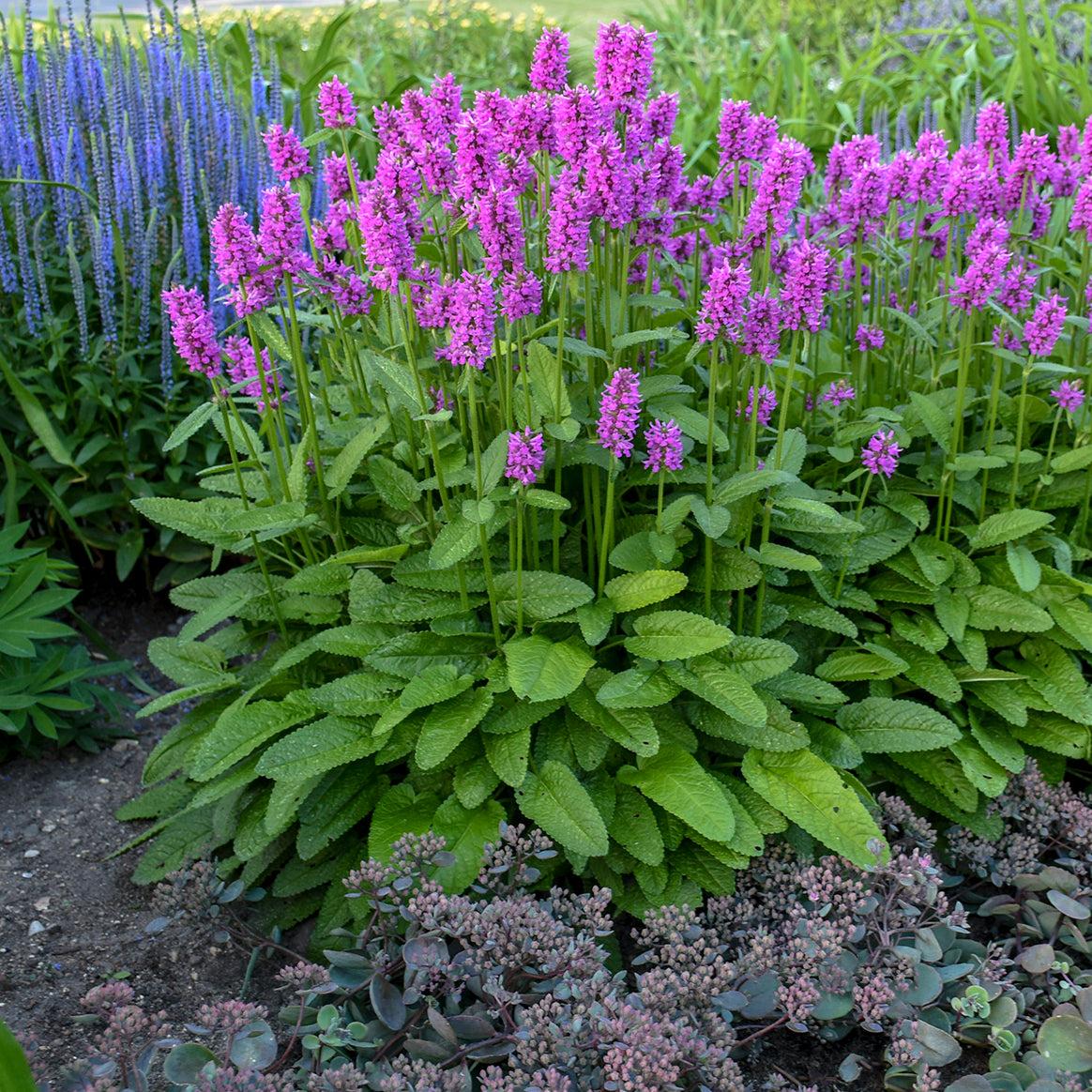 G6000 Stachys Monieri 27hummelo 27 21 701f7ae0 6325 4b88 925e 7b2ba55c1480 from www redcrocus com