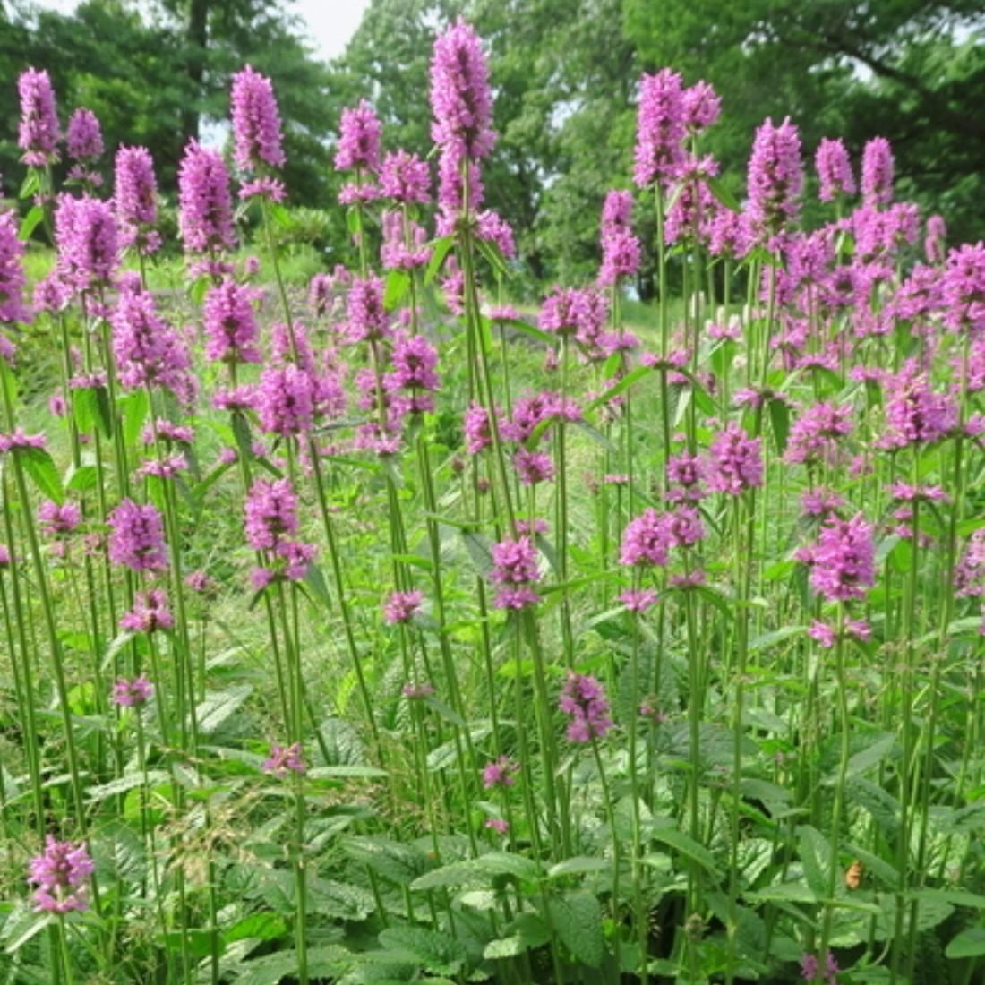 G6000 Stachys Monieri 27hummelo 27 22 F1b928d2 2df3 4f45 8df0 2a80cb2b5cd5 from www redcrocus com