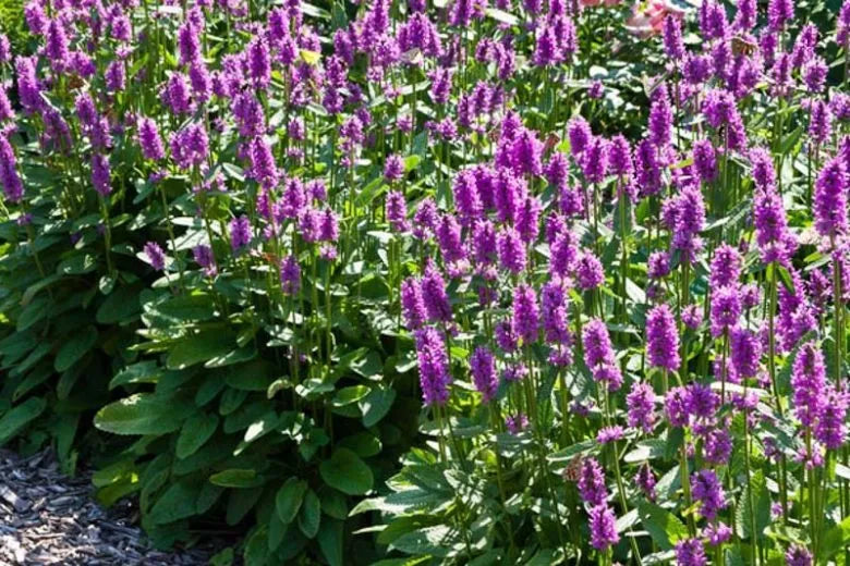 G6000 Stachys Monieri 27hummelo 27 23 D641c91a 175d 4963 9dea 766a698fc8e5 from www redcrocus com