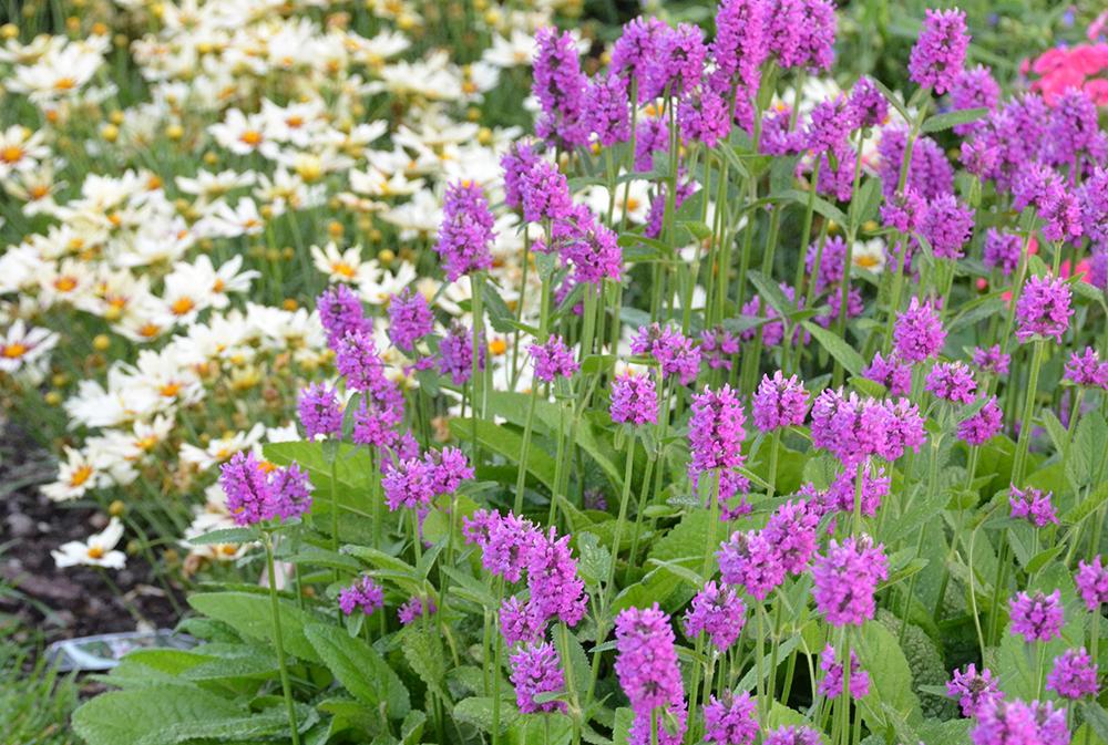 G6000 Stachys Monieri 27hummelo 27 24 59d0ee49 5227 409f Bb01 8b6a1305ed04 from www redcrocus com