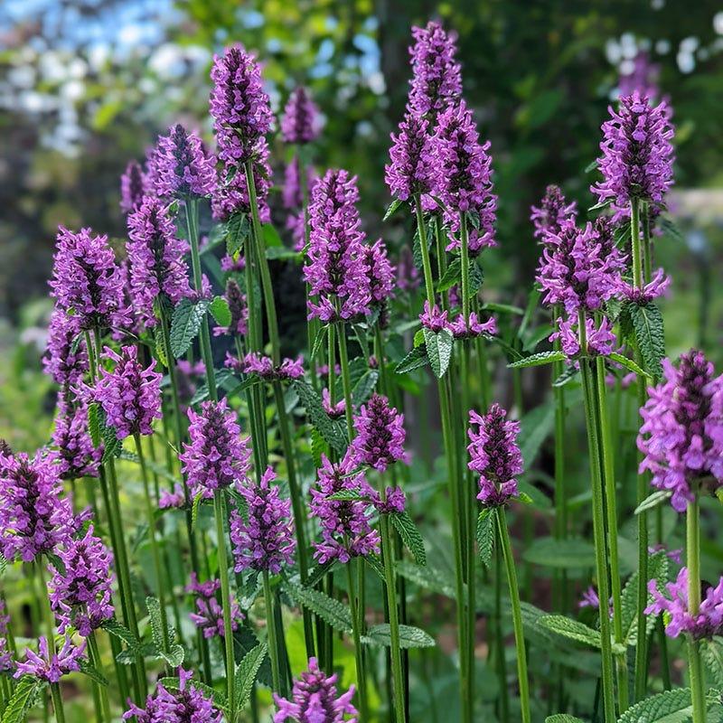 G6000 Stachys Monieri 27hummelo 27 25 374235ea E74a 4629 9df8 F222b2b59b51 from www redcrocus com