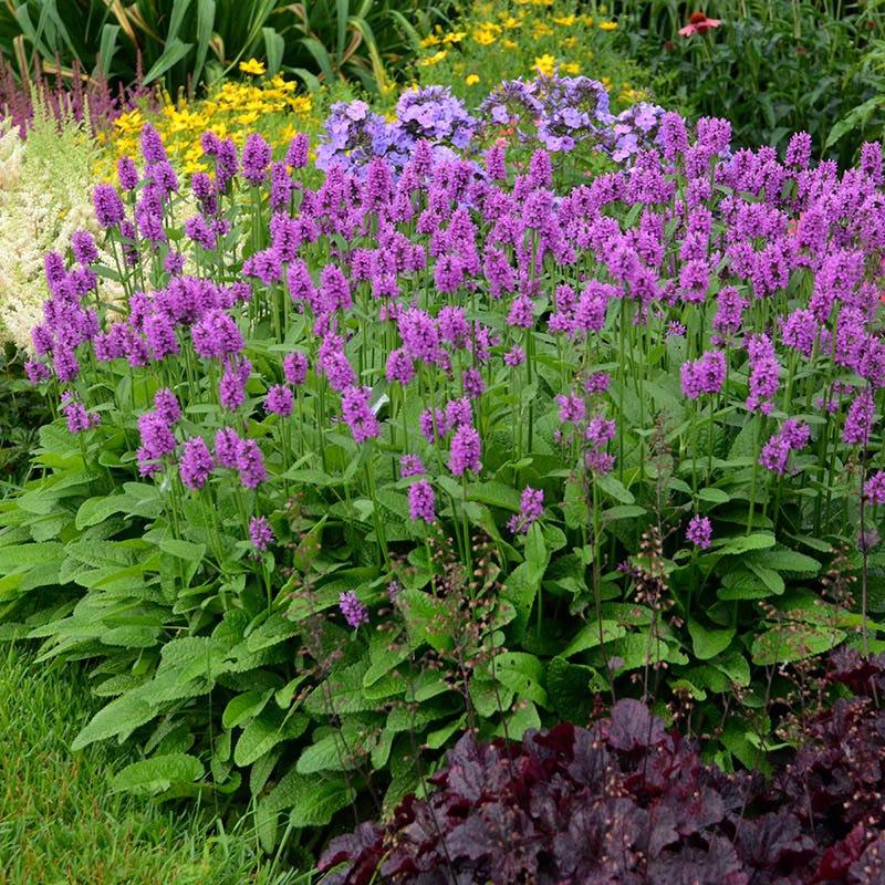 G6000 Stachys Monieri 27hummelo 27 26 Cf639ab8 2829 4098 8399 919469f2c174 from www redcrocus com