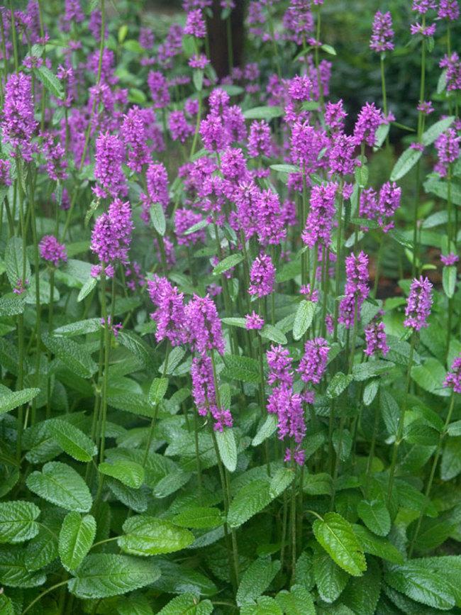 G6000 Stachys Monieri 27hummelo 27 27 4fb4a1ea B8b1 44c1 917a F3f7e4cf2b7f from www redcrocus com