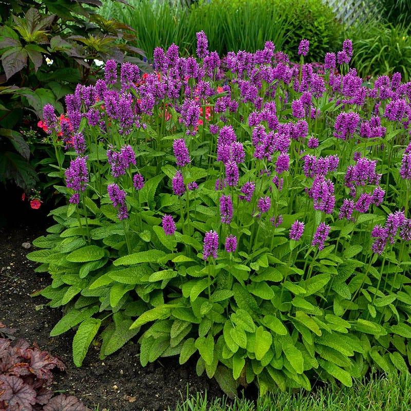 G6000 Stachys Monieri 27hummelo 27 28 4167e544 05d5 42e6 8e17 B363d90fde4e from www redcrocus com