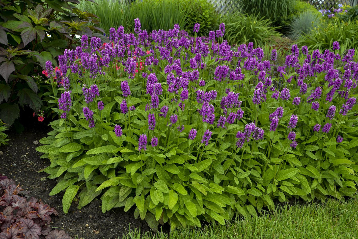 G6000 Stachys Monieri 27hummelo 27 2 77ffc8a2 33fa 470a A9a4 382603388f64 from www redcrocus com
