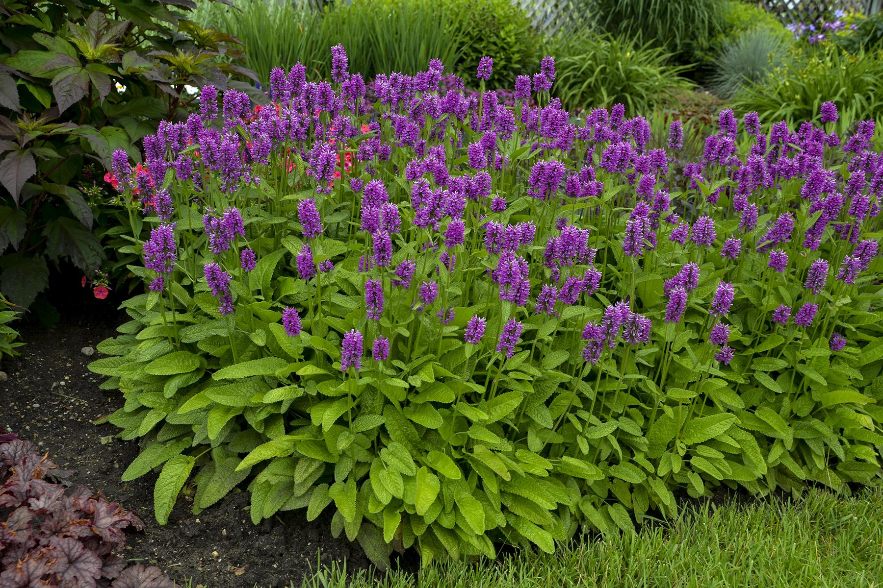 G6000 Stachys Monieri 27hummelo 27 2 77ffc8a2 33fa 470a A9a4 382603388f64 from www redcrocus com