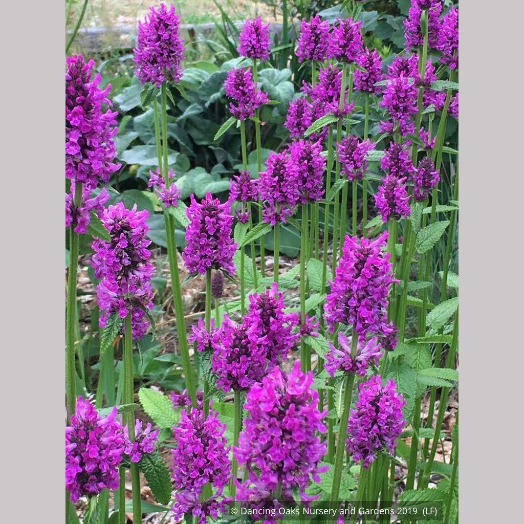 G6000 Stachys Monieri 27hummelo 27 31 6fb31394 B777 49e2 A877 98f0cda05c0a from www redcrocus com