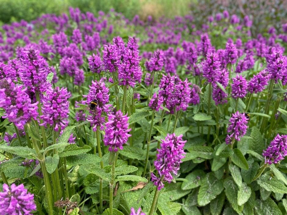 G6000 Stachys Monieri 27hummelo 27 32 C46047e7 84af 4974 Ac4e C3dc4377c381 from www redcrocus com