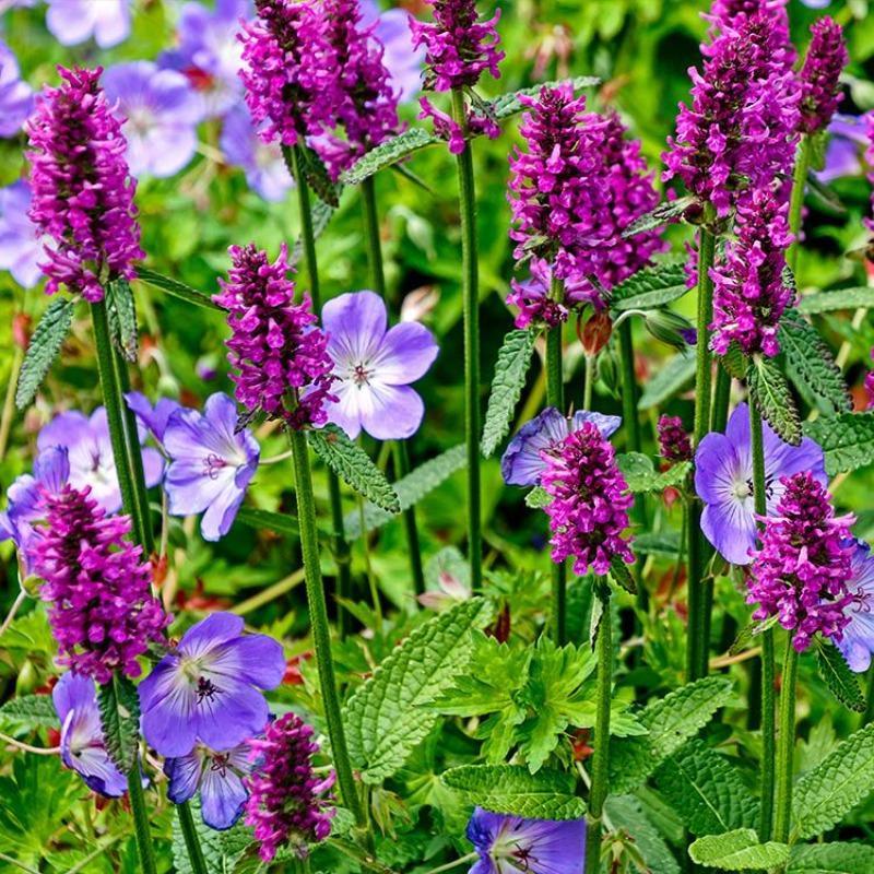 G6000 Stachys Monieri 27hummelo 27 33 B86c0a7f B36e 4bd0 8bd5 F3d7c5fd6c02 from www redcrocus com