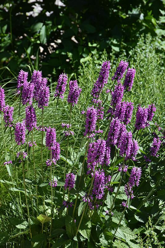 G6000 Stachys Monieri 27hummelo 27 34 7b8c2909 42c9 4848 85f6 C04cd54d3007 from www redcrocus com