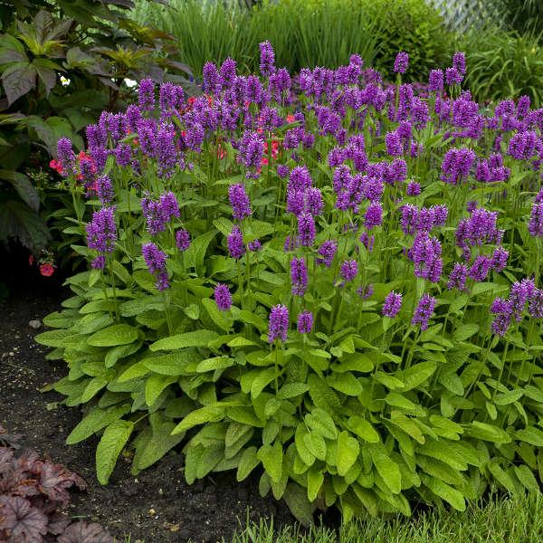 G6000 Stachys Monieri 27hummelo 27 35 E177f177 D207 40c9 9c4a D1668a017457 from www redcrocus com