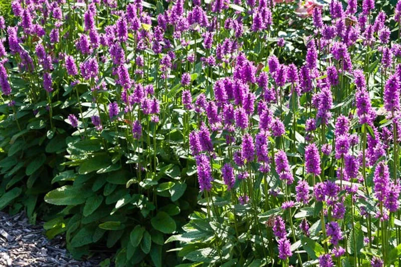 G6000 Stachys Monieri 27hummelo 27 37 B531f206 8e99 4f65 B3ea 31b95fcf96cf from www redcrocus com