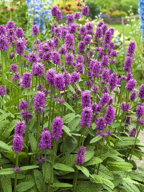 G6000 Stachys Monieri 27hummelo 27 38 3c90bb9a 0443 4453 9467 D215a7bd7aed from www redcrocus com