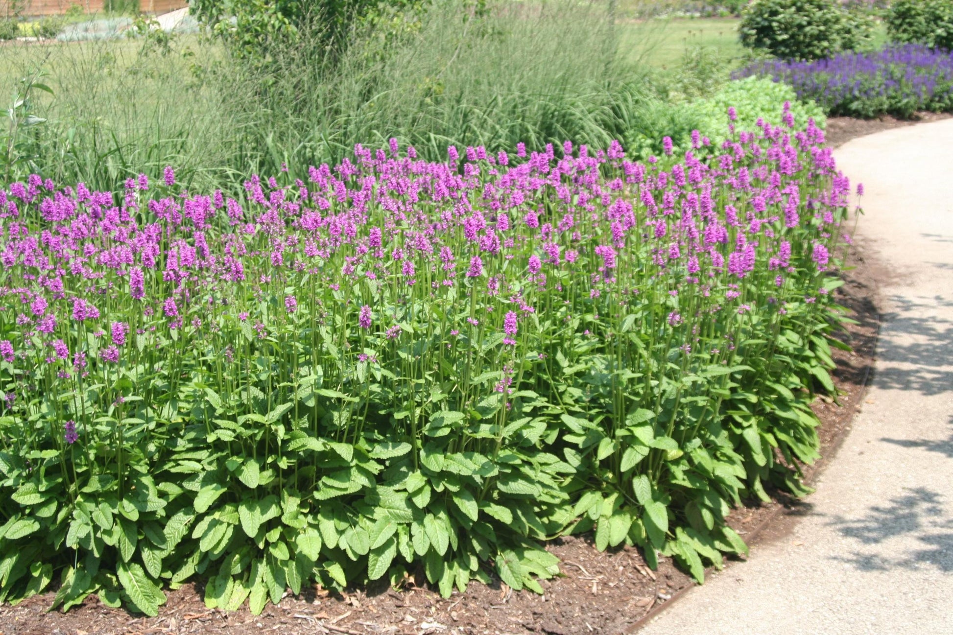 G6000 Stachys Monieri 27hummelo 27 3 Deea8df4 8d84 4110 B535 3cb9f80e3664 from www redcrocus com