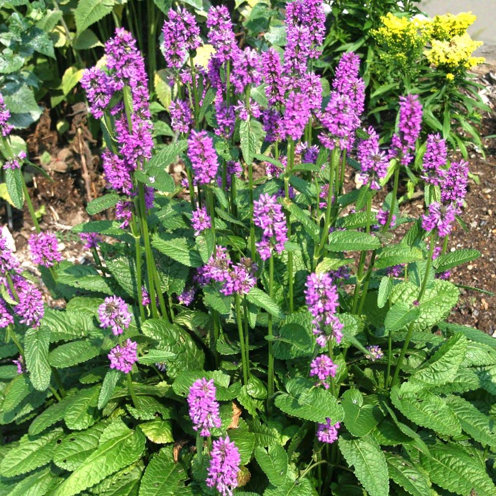 G6000 Stachys Monieri 27hummelo 27 5 74b7966c D8ff 430c A165 F458f7ad831c from www redcrocus com